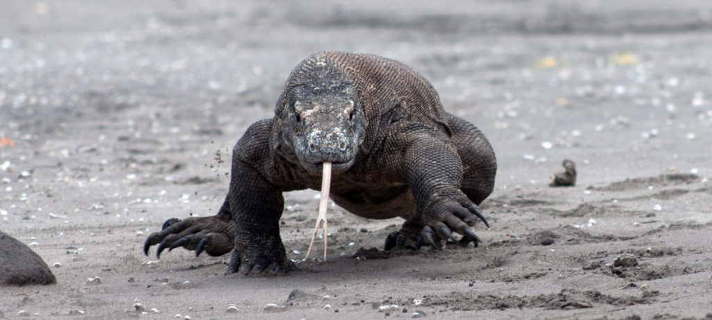 varanus komodoensis kudalaut foto boyer