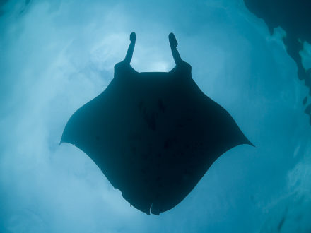 Manta alfredi