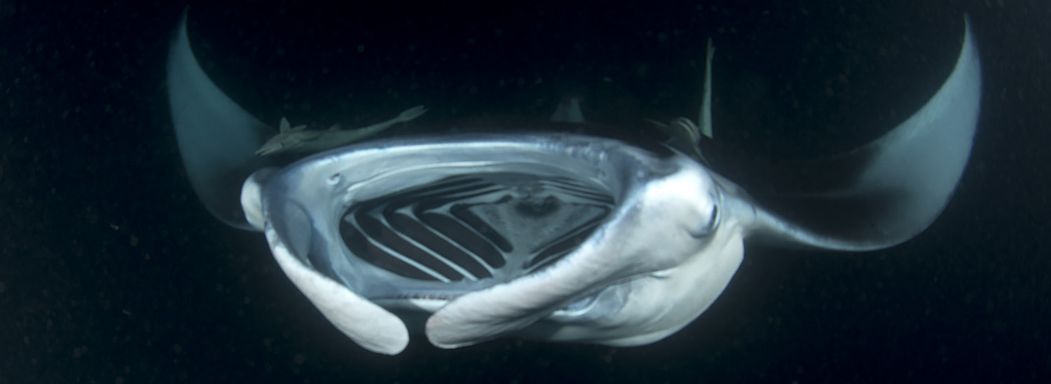manta